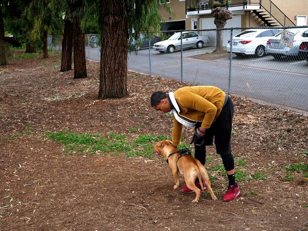 Transforming Trauma: A Compassionate Guide to Helping a Traumatized Cat Embrace Handling and Grooming