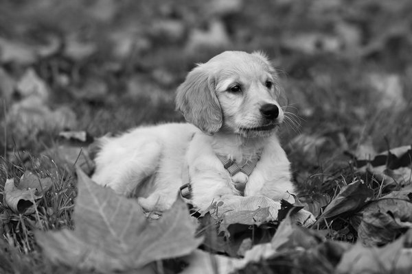 Balancing Conservation and Adventure: The Role of Eco-Tourism in Protecting UK"s Fragile Ecosystems