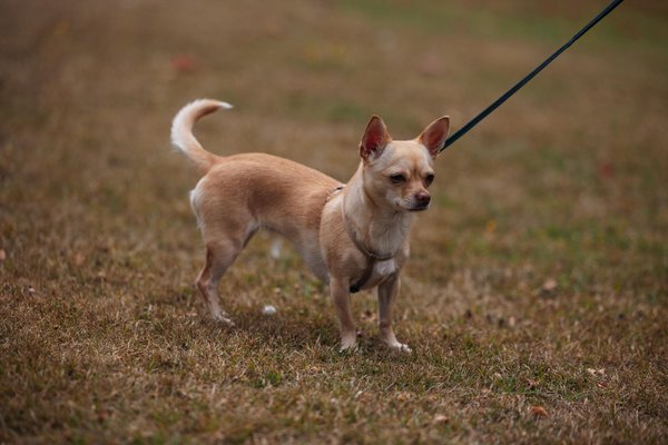 Supporting Your Flat-Coated Retriever Through the Grief of Losing a Companion Pet: Effective Strategies for Healing