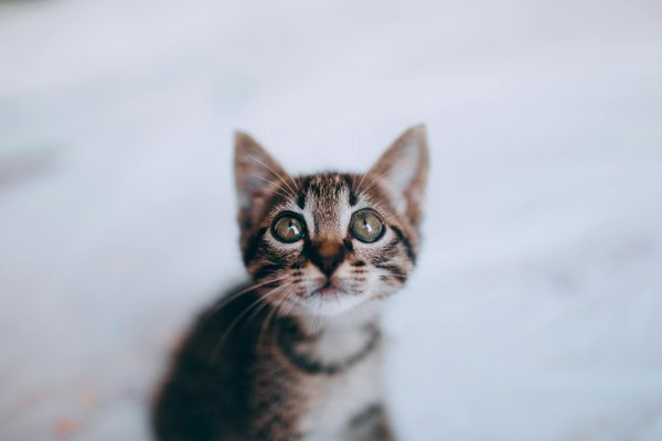 Empowering Your Cat: Strategies to Ease Sensory Processing Challenges and Alleviate Daily Anxiety